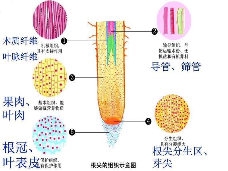 苏科版七年级下册生物 8.1生物体的基本结构 课件第7页