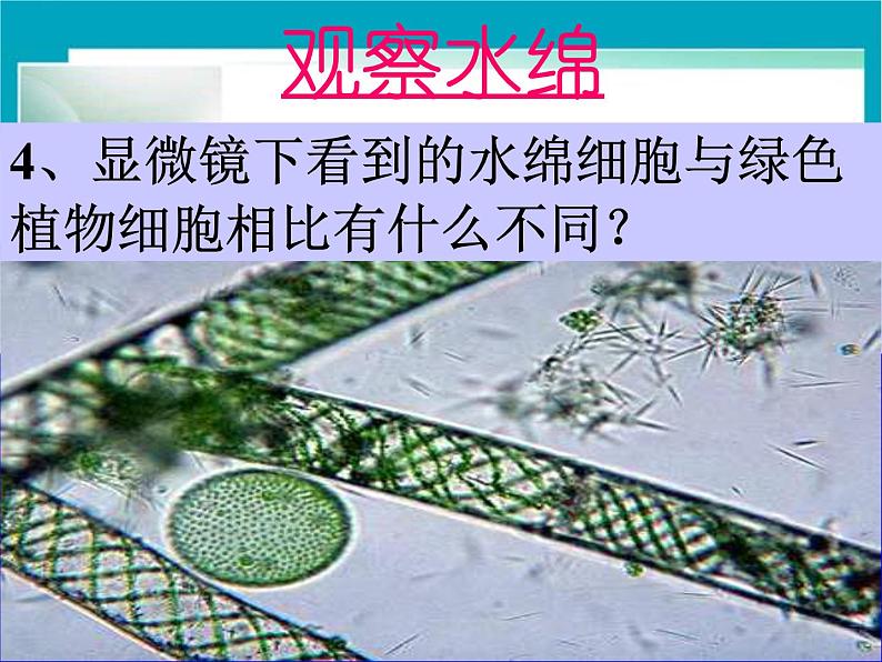 苏科版七年级下册生物 10.2水中的藻类植物 课件07