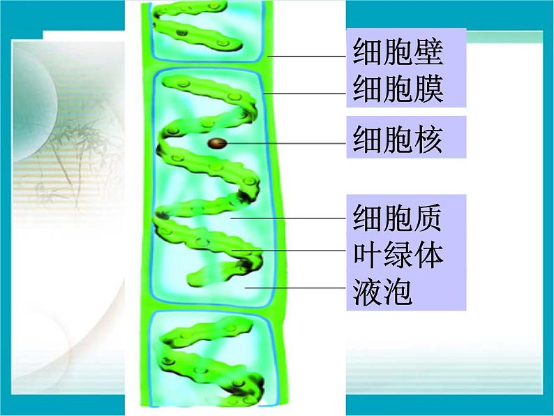 苏科版七年级下册生物 10.2水中的藻类植物 课件08