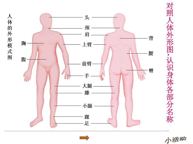 苏科版七年级下册生物 9.2人体的组成 课件06