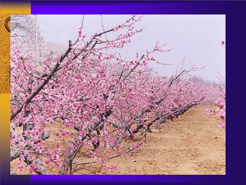 苏科版七年级下册生物 11.1地面上的植物 课件第4页