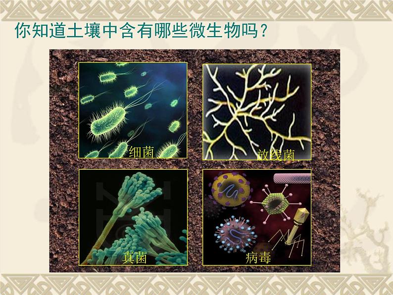 苏科版七年级下册生物 13.2土壤里的微生物 课件02