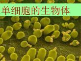 苏科版七年级下册生物 9.3单细胞的生物体 课件