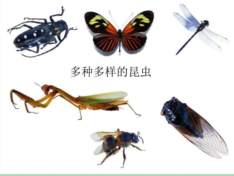 苏科版七年级下册生物 12.2昆虫 课件02