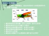 苏科版七年级下册生物 12.2昆虫 课件