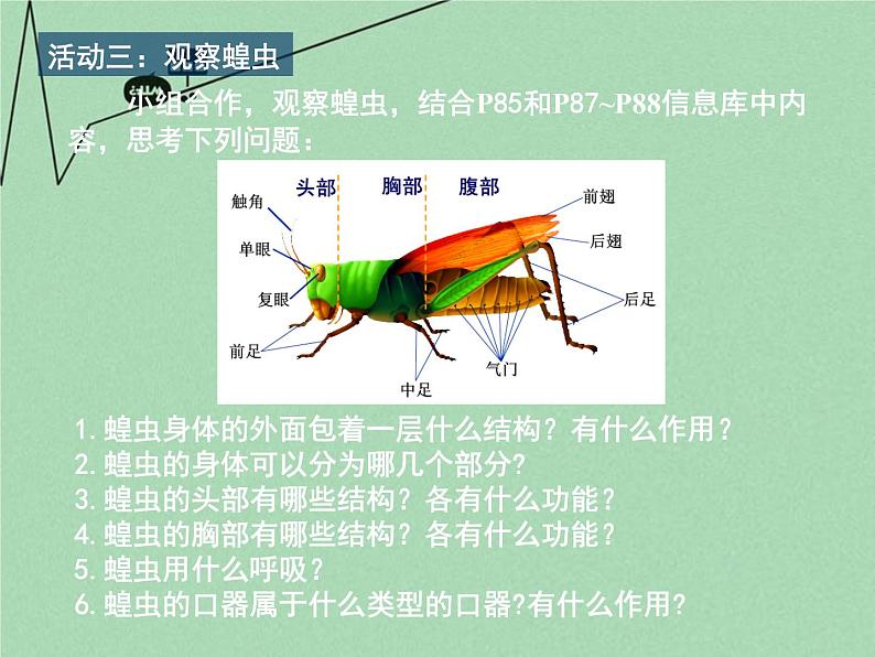 苏科版七年级下册生物 12.2昆虫 课件第3页