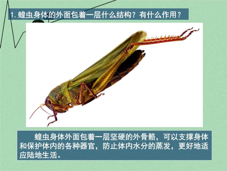 苏科版七年级下册生物 12.2昆虫 课件04