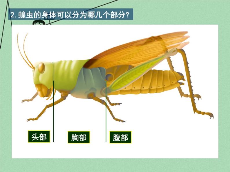 苏科版七年级下册生物 12.2昆虫 课件05
