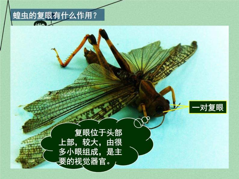 苏科版七年级下册生物 12.2昆虫 课件08