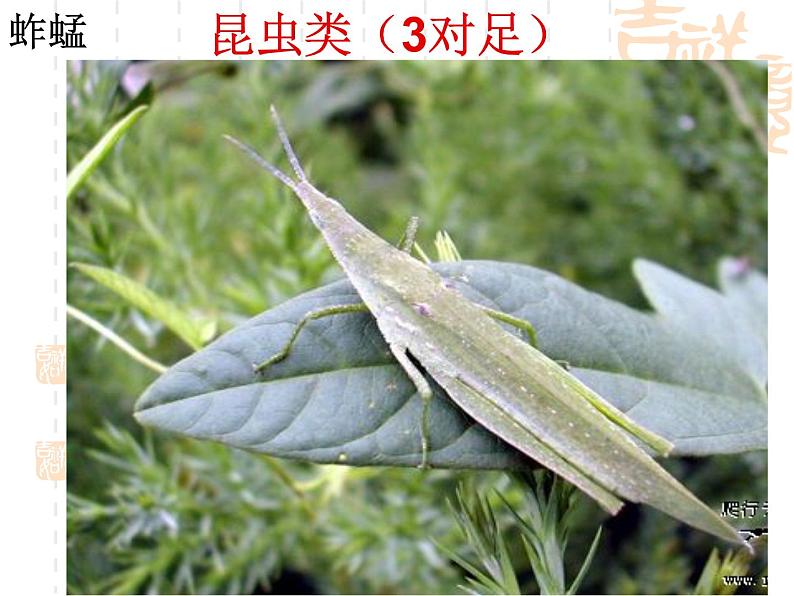 苏科版七年级下册生物 13.1土壤里的小动物 课件第4页