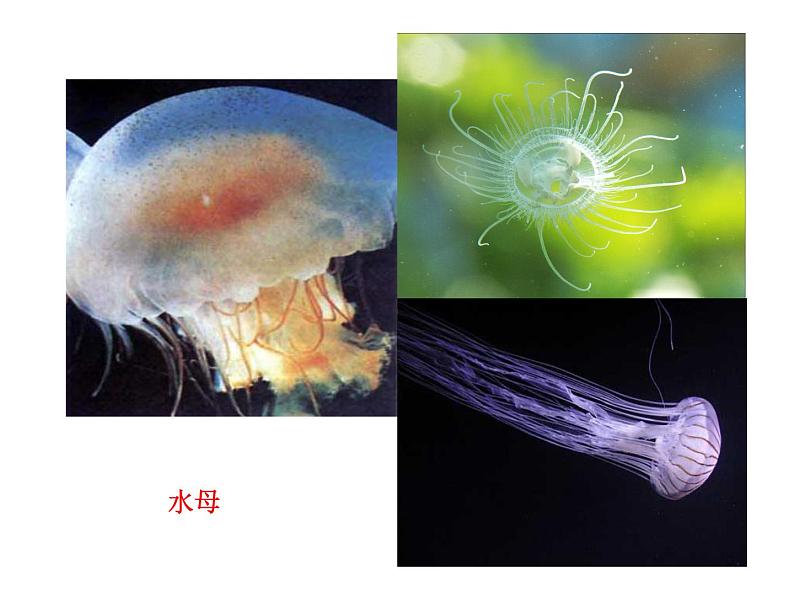 苏科版七年级下册生物 10.1水中的动物 课件第4页