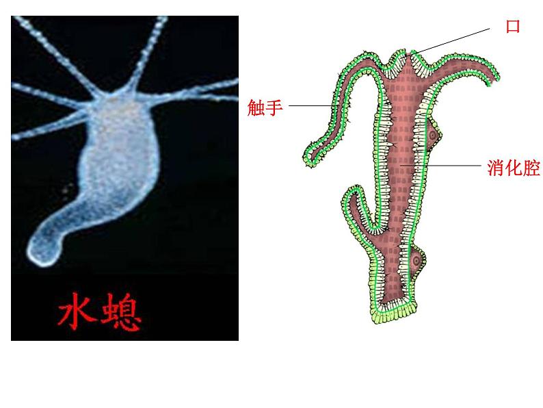 苏科版七年级下册生物 10.1水中的动物 课件第7页