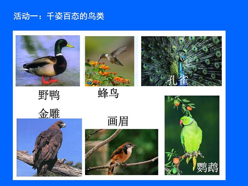 苏科版七年级下册生物 12.1鸟类 课件02