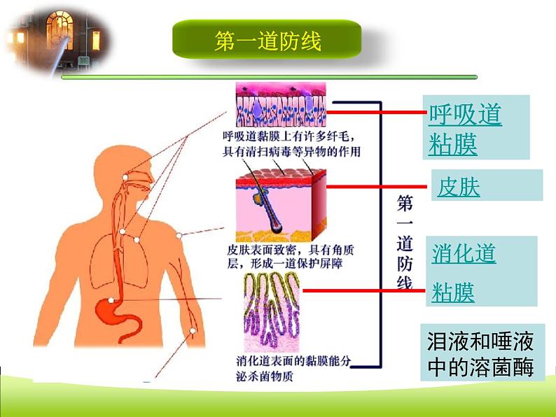 苏科版八年级下册生物 24.1人体的免疫防线 课件第7页