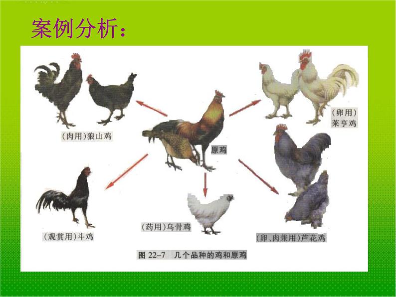 苏科版八年级下册生物 23.3生物进化的原因 课件06