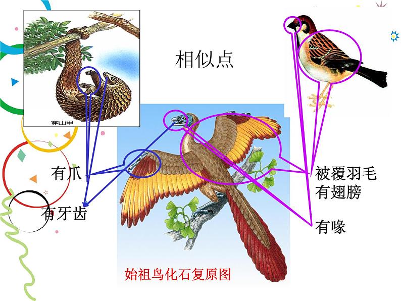 苏科版八年级下册生物 23.2生物进化的历程 课件04