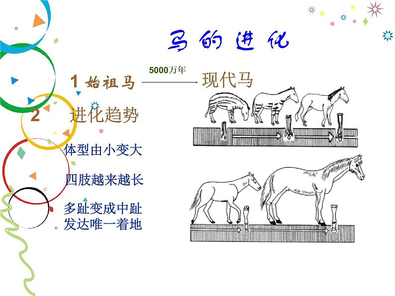 苏科版八年级下册生物 23.2生物进化的历程 课件06