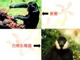 苏科版八年级下册生物 23.4人类的起源和进化 课件