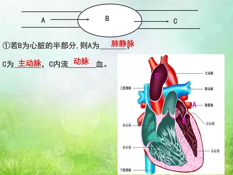 生物专项复习 第九章人体内的物质运输复习课优质课件第4页