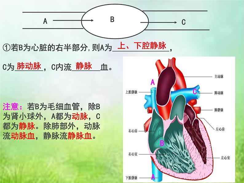 生物专项复习 第九章人体内的物质运输复习课优质课件第5页