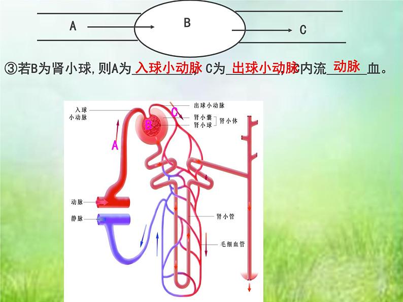 生物专项复习 第九章人体内的物质运输复习课优质课件第6页