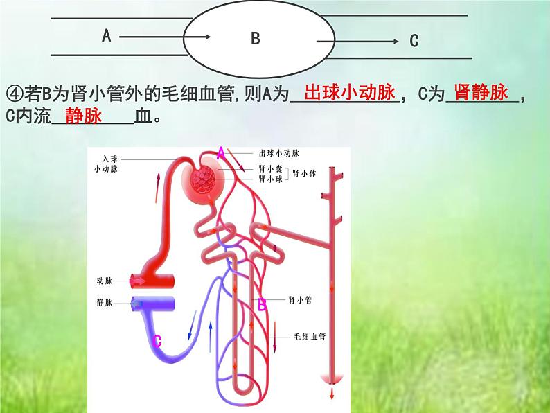 生物专项复习 第九章人体内的物质运输复习课优质课件第7页