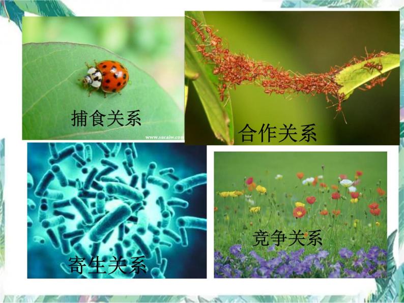 生物专项复习  第二章 了解生物圈 复习优质课件07