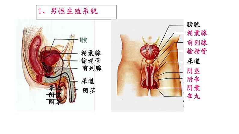 人教版生物七年级下册《人的生殖》课件+习题04