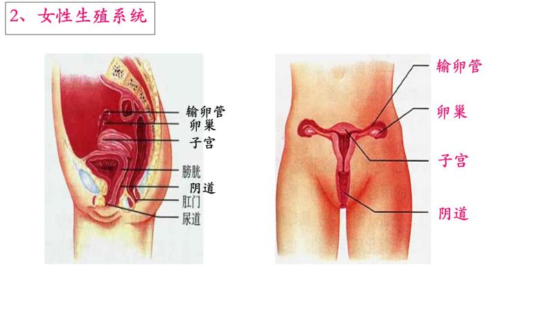 人教版生物七年级下册《人的生殖》课件+习题06