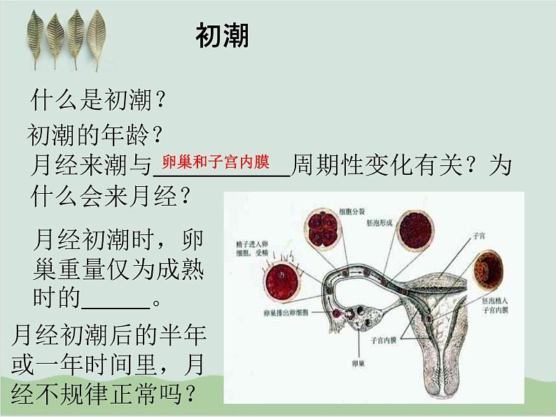 人教版生物七年级下册《青春期》课件+习题08