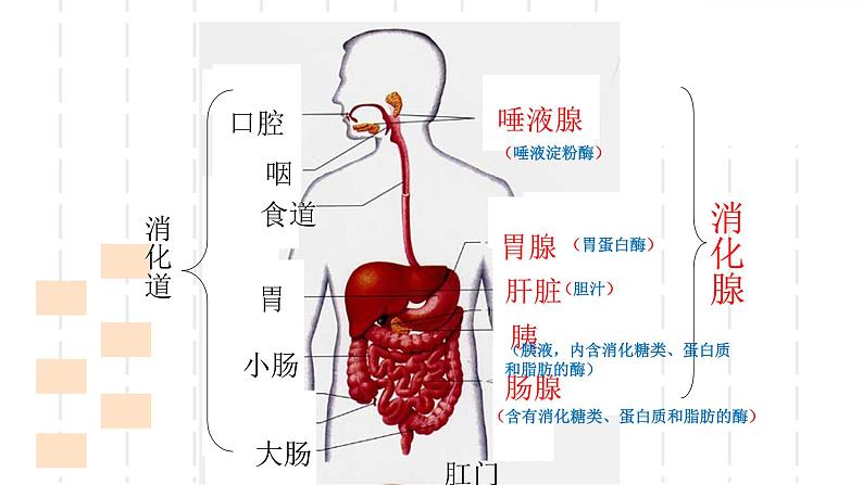 人教版生物七年级下册《消化和吸收》课件+习题06