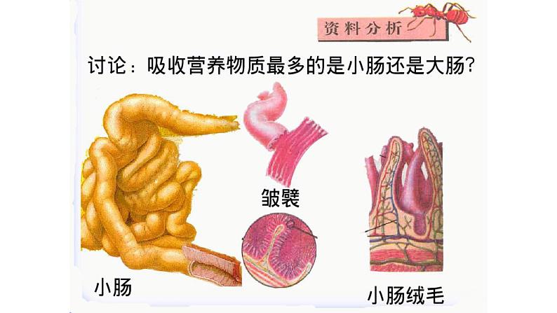 人教版生物七年级下册《消化和吸收》课件+习题02