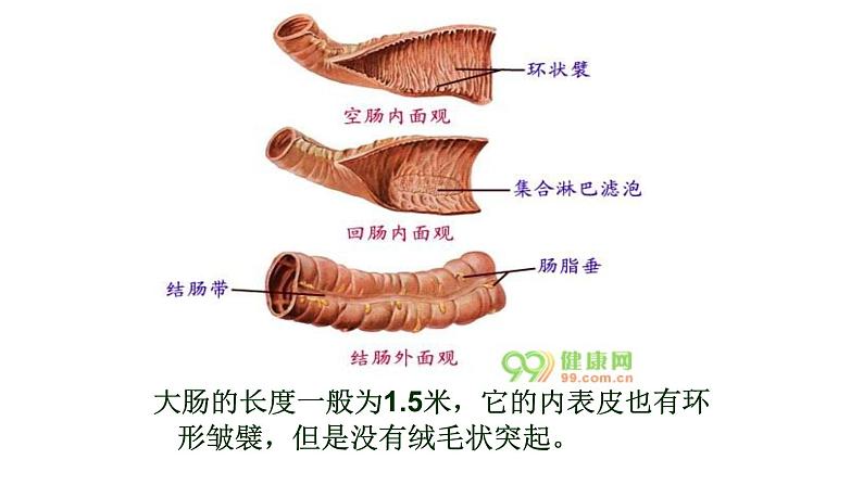 人教版生物七年级下册《消化和吸收》课件+习题03