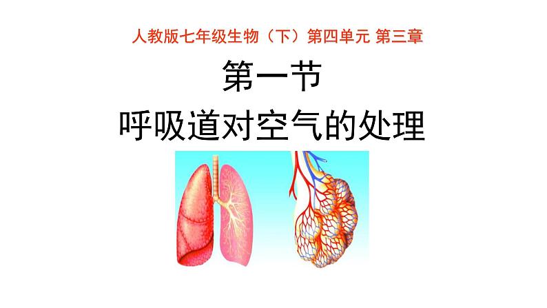 人教版生物七年级下册《呼吸道对空气的处理》课件+习题01