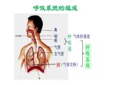 人教版生物七年级下册《呼吸道对空气的处理》课件+习题