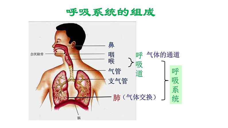 人教版生物七年级下册《呼吸道对空气的处理》课件+习题03