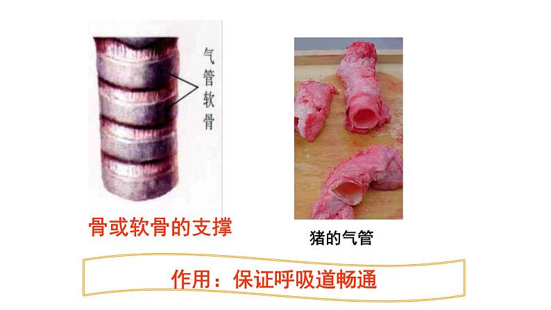 人教版生物七年级下册《呼吸道对空气的处理》课件+习题05