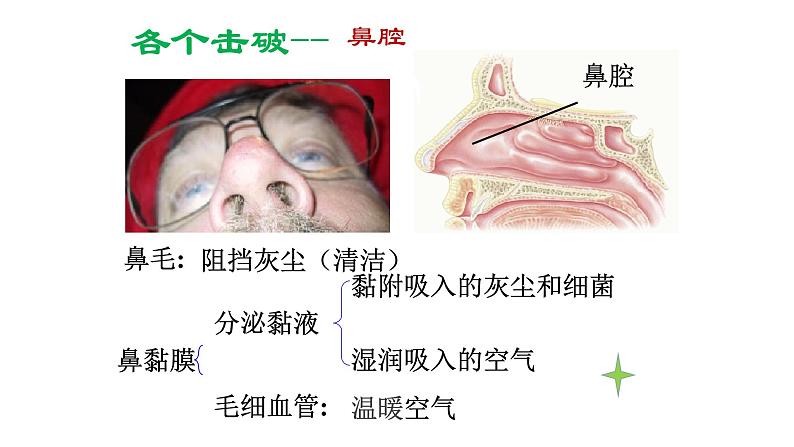 人教版生物七年级下册《呼吸道对空气的处理》课件+习题06