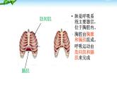 人教版生物七年级下册《发生在肺内的气体交换》课件+习题