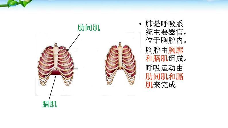 人教版生物七年级下册《发生在肺内的气体交换》课件第4页