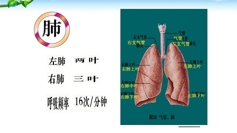 人教版生物七年级下册《发生在肺内的气体交换》课件第5页