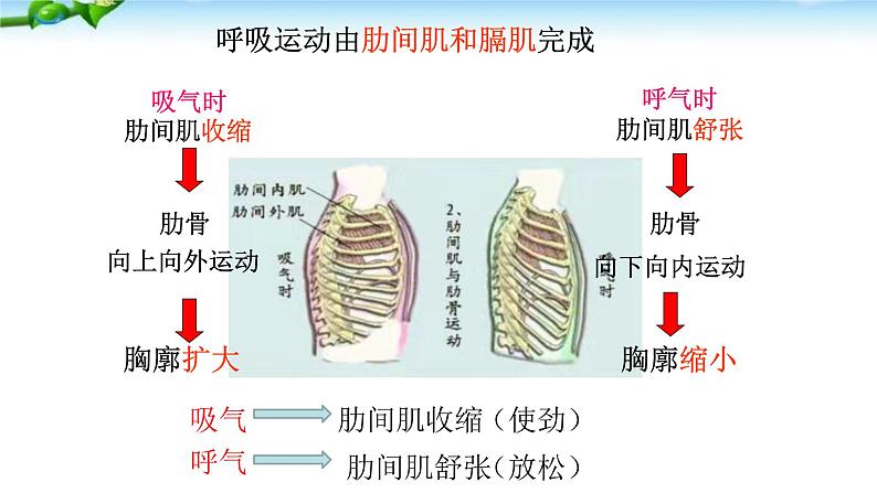 人教版生物七年级下册《发生在肺内的气体交换》课件第8页