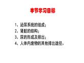人教版生物七年级下册《人体内废物的排出》课件+习题