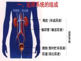 人教版生物七年级下册《人体内废物的排出》课件+习题