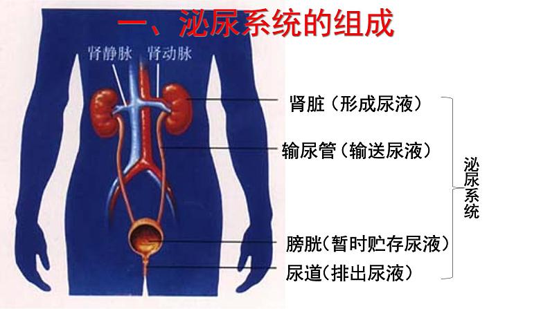 人教版生物七年级下册《人体内废物的排出》课件+习题04