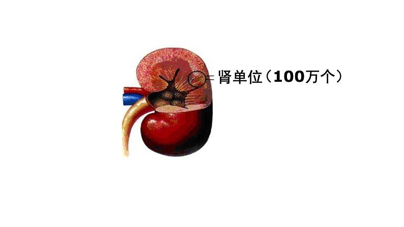 人教版生物七年级下册《人体内废物的排出》课件+习题05