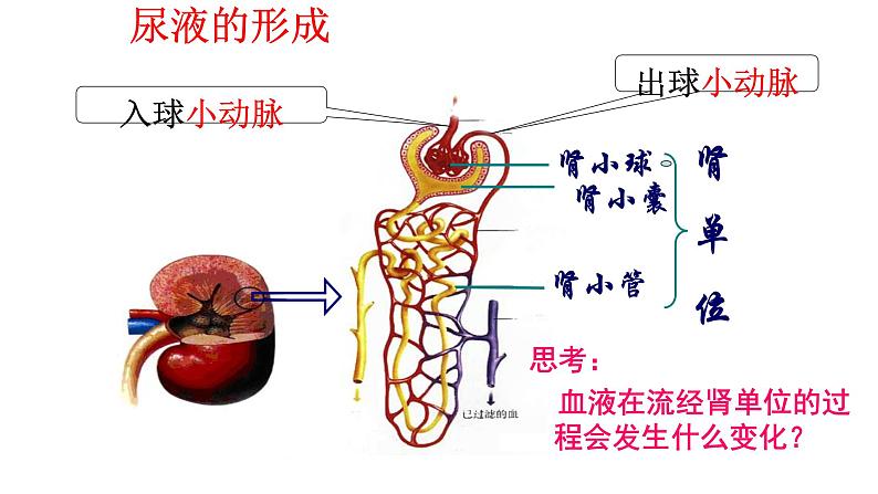 人教版生物七年级下册《人体内废物的排出》课件+习题06