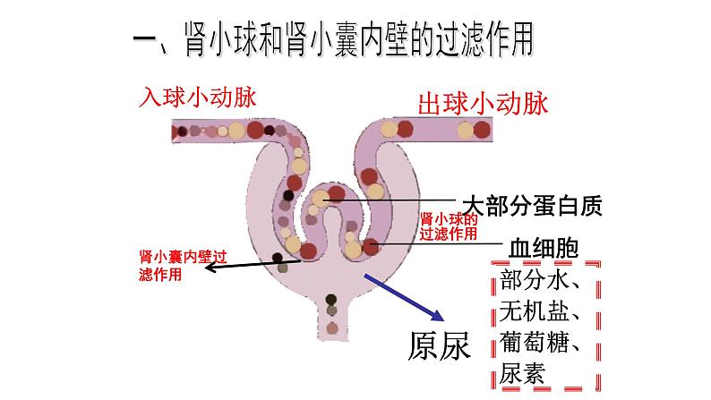 人教版生物七年级下册《人体内废物的排出》课件+习题07