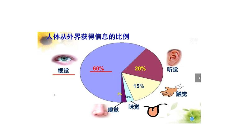 人教版生物七年级下册《人体对外界环境的感知》课件第4页