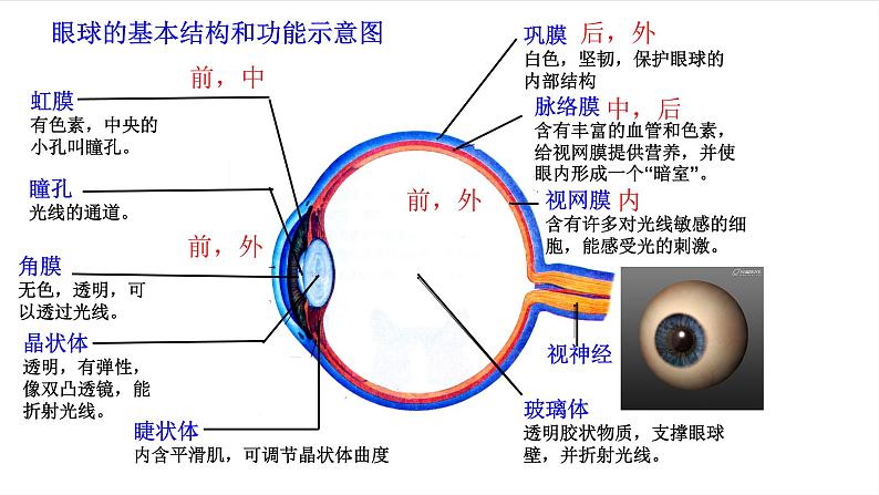 人教版生物七年级下册《人体对外界环境的感知》课件第6页